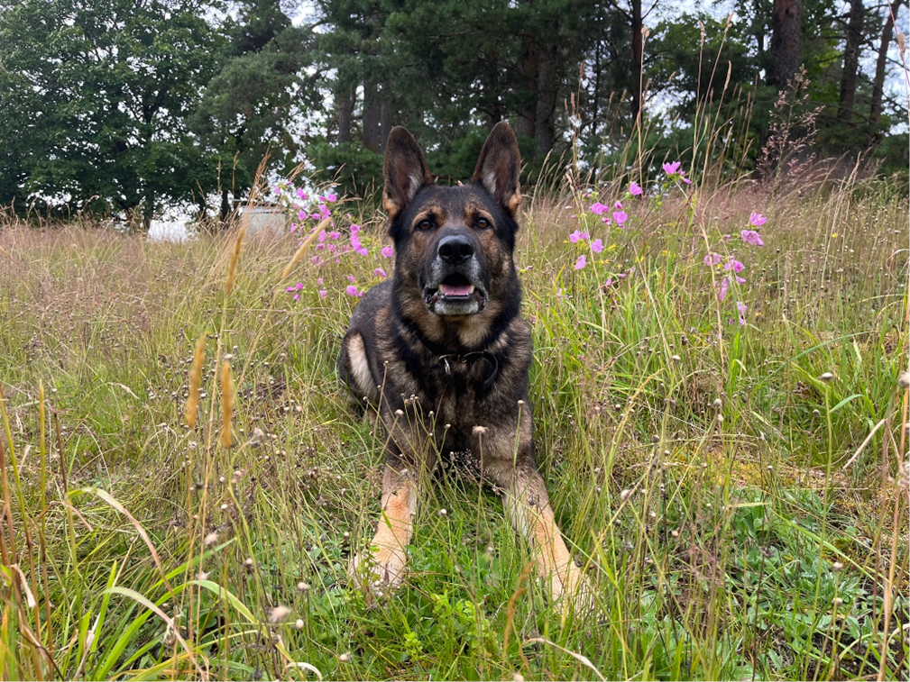 Grästorps hundcenter