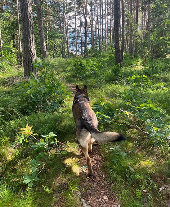 En dag på pensionatet