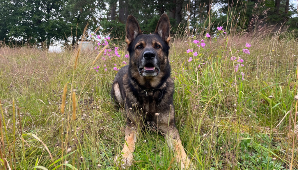 Ditt hundpensionat i Skaraborg