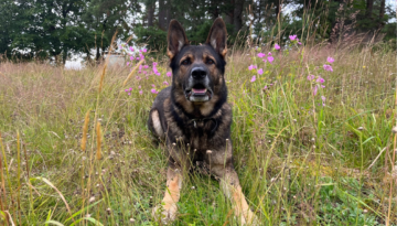 Ditt hundpensionat i Skaraborg