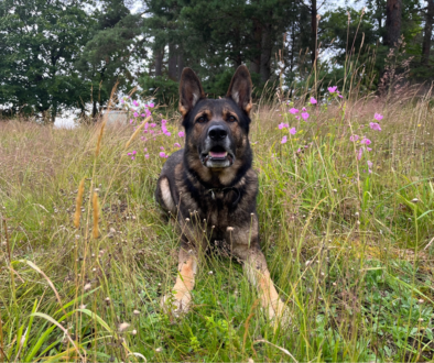 Ditt hundpensionat i Skaraborg