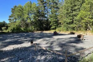 grästorpshundcenter_hundpensionat__skaraborg0050 grästorpshundcenter_hundpensionat__skaraborg0050