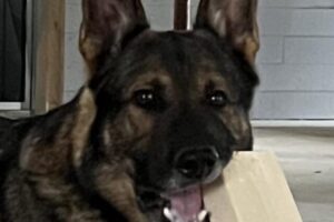 grästorpshundcenter_hundpensionat__skaraborg0071 grästorpshundcenter_hundpensionat__skaraborg0071