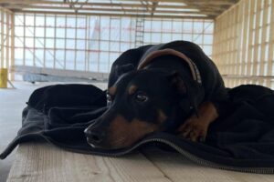 grästorpshundcenter_hundpensionat__skaraborg0087 grästorpshundcenter_hundpensionat__skaraborg0087