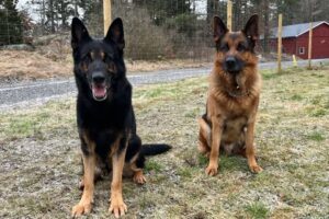 assaroeddy assaroeddy