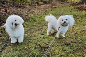 elvisodeano1 elvisodeano1