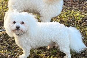 elvisodeano2 elvisodeano2