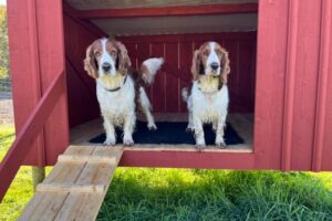 kellyopajas1 kellyopajas1