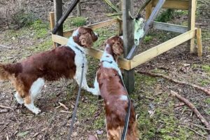 kellyopajas2 kellyopajas2